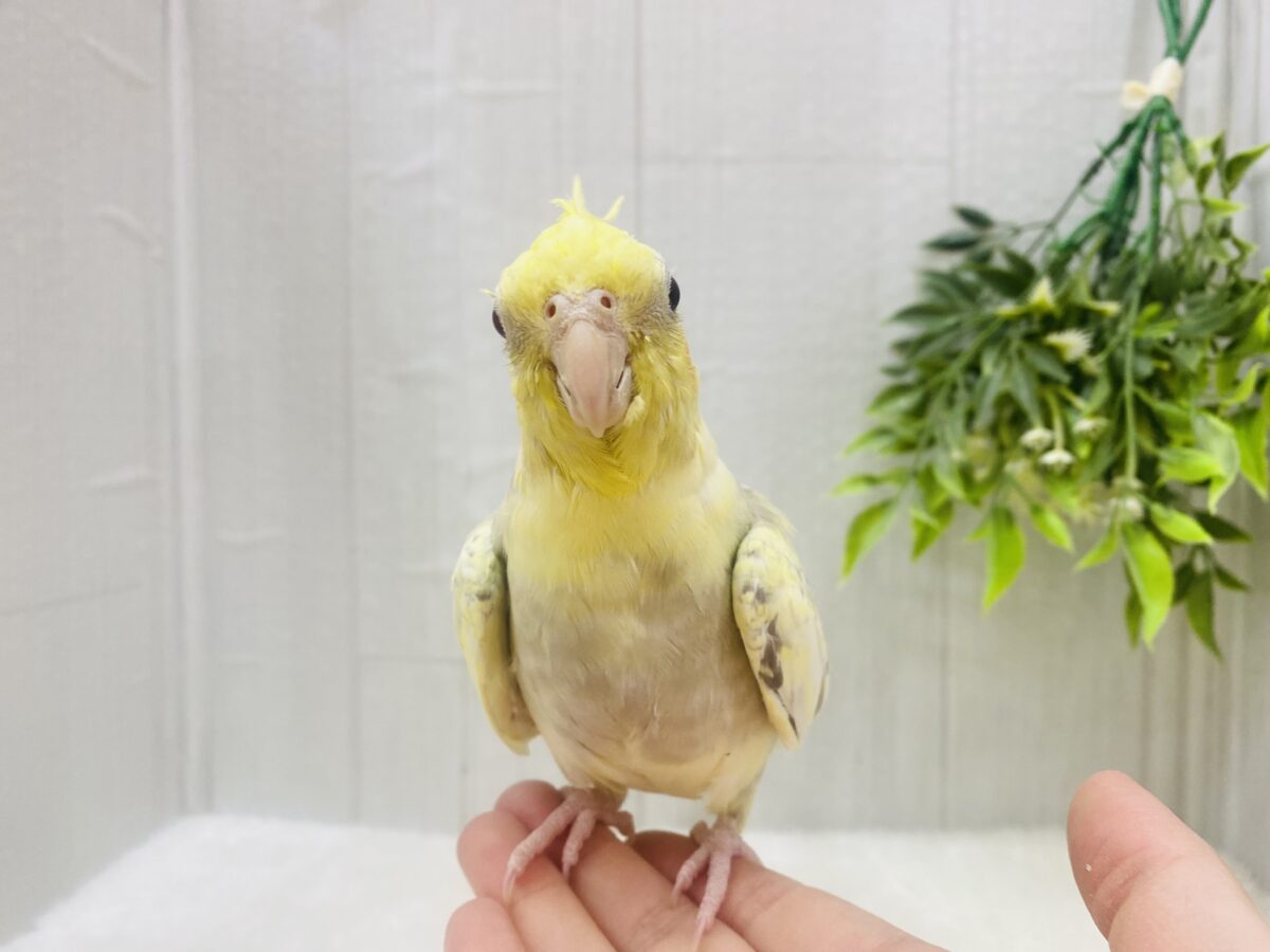 オカメインコ