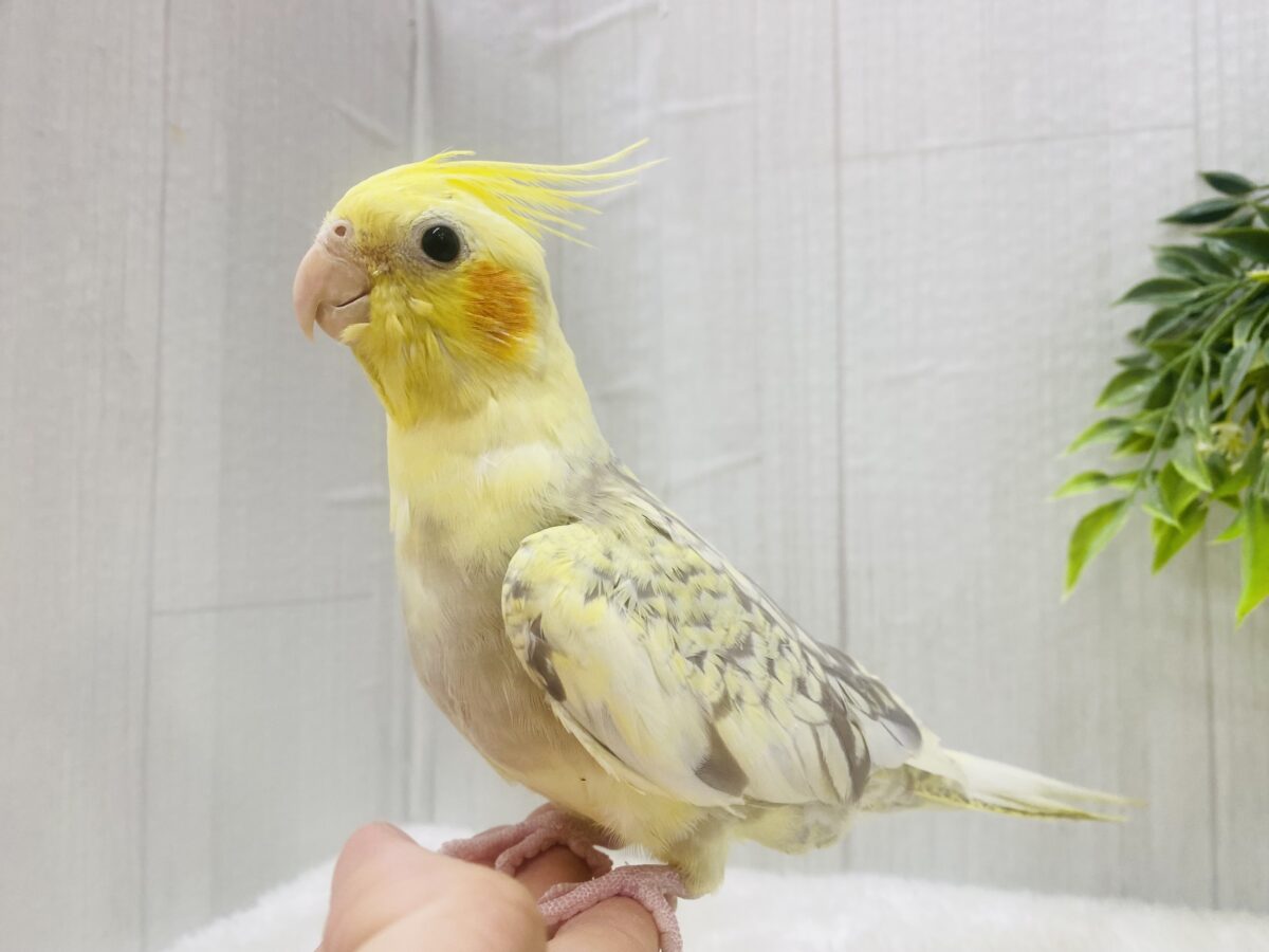 オカメインコ
