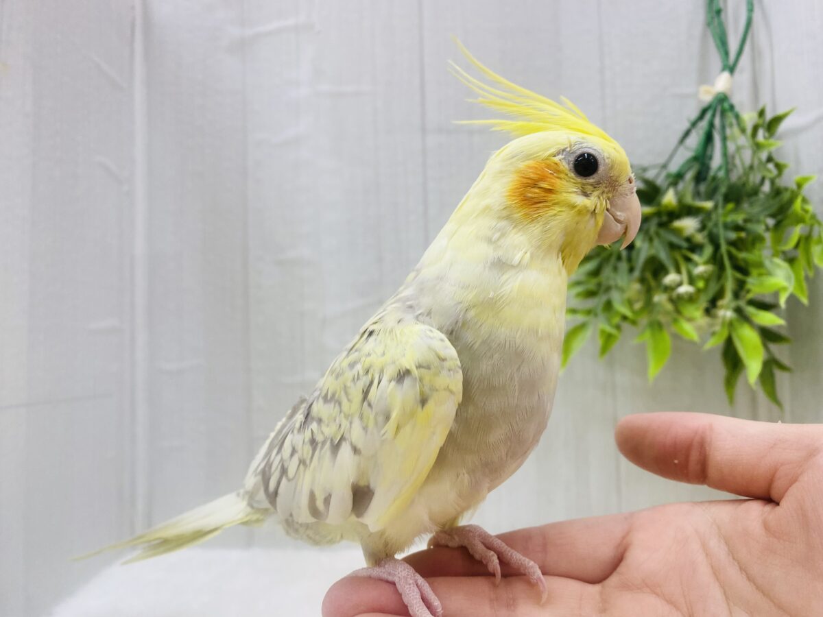 オカメインコ