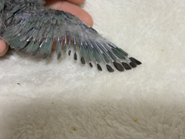 コザクラインコ（小桜インコ）
