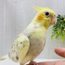 最新画像有ります❗️クリクリお目々が可愛い💛オカメインコヒナさんシナモンパールパイド