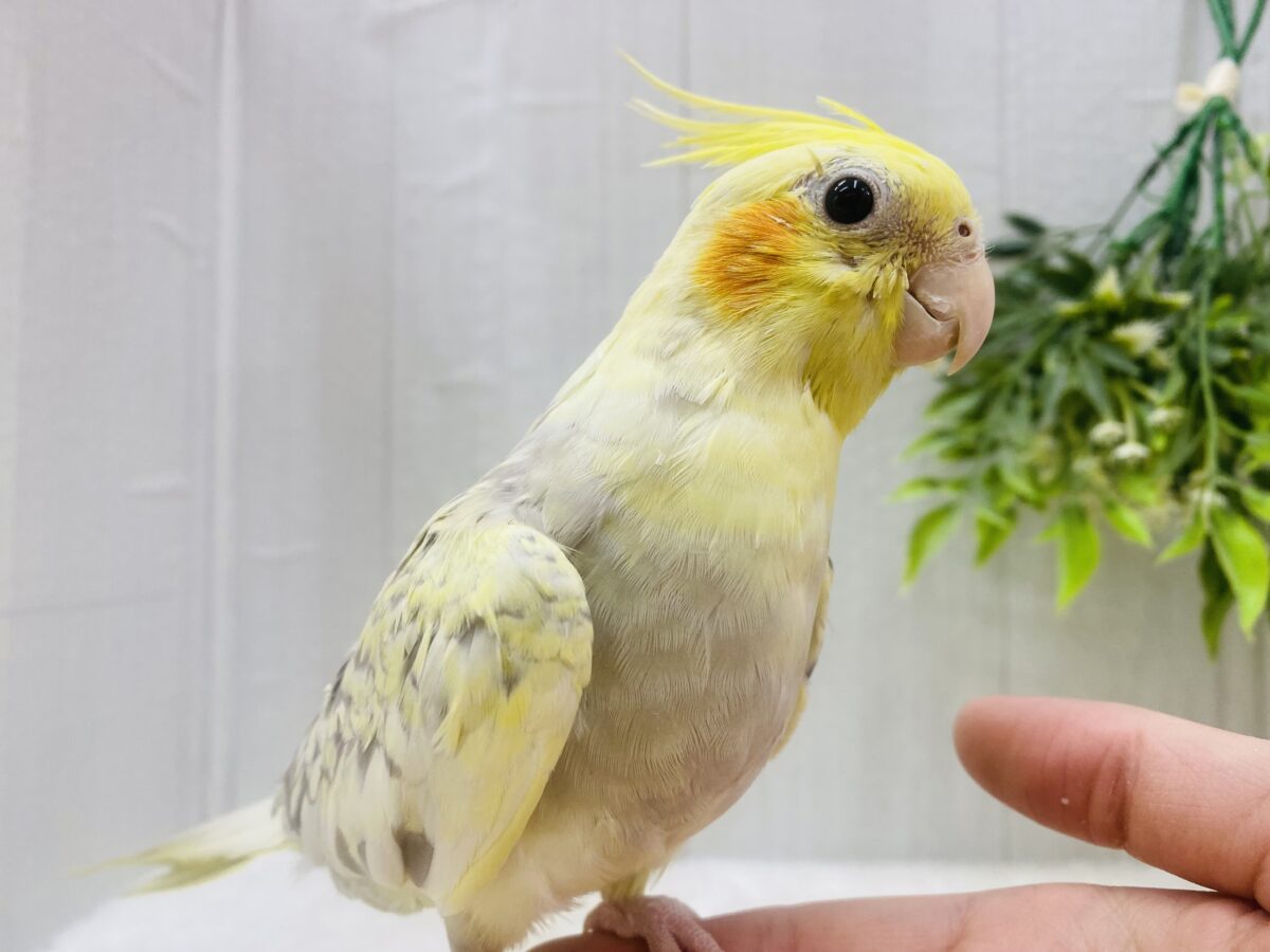最新画像有ります❗️クリクリお目々が可愛い💛オカメインコヒナさんシナモンパールパイド