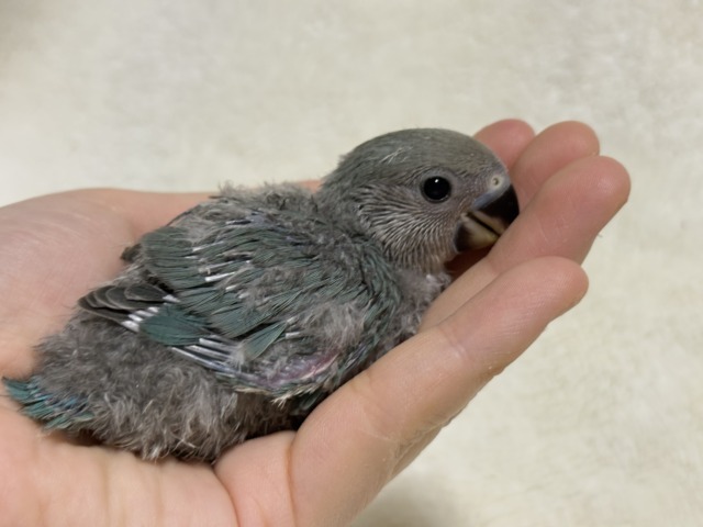コザクラインコ（小桜インコ）