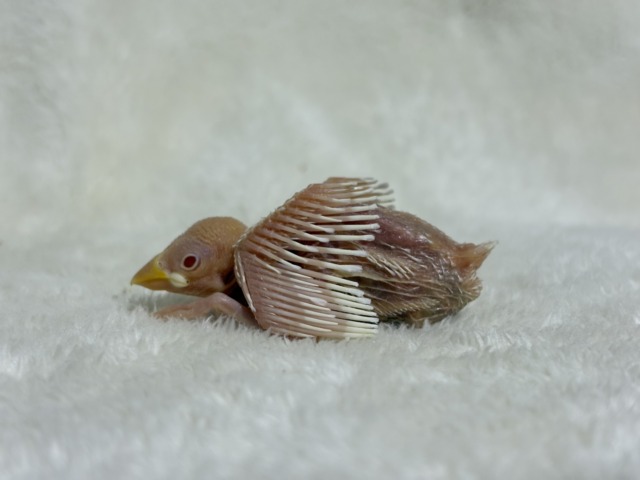 アルビノ文鳥