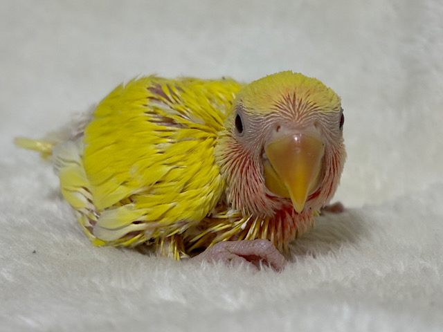 サンサン輝く太陽さん🐣☀️コザクラインコ(ルチノー) ヒナ
