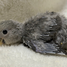 落ち着きカラーの魅力溢れる🐣🩶コザクラインコ(モーブ) ヒナ