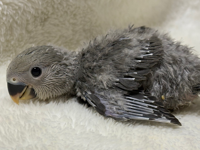 落ち着きカラーの魅力溢れる🐣🩶コザクラインコ(モーブ) ヒナ