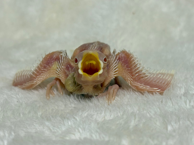 透明感が溢れ出る〜🐣🤍アルビノ文鳥 ヒナ