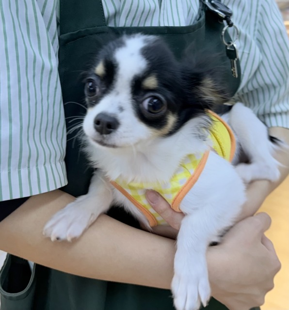 更新📷牛さんのような模様のチワワちゃん！