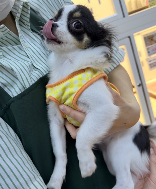 チワワ