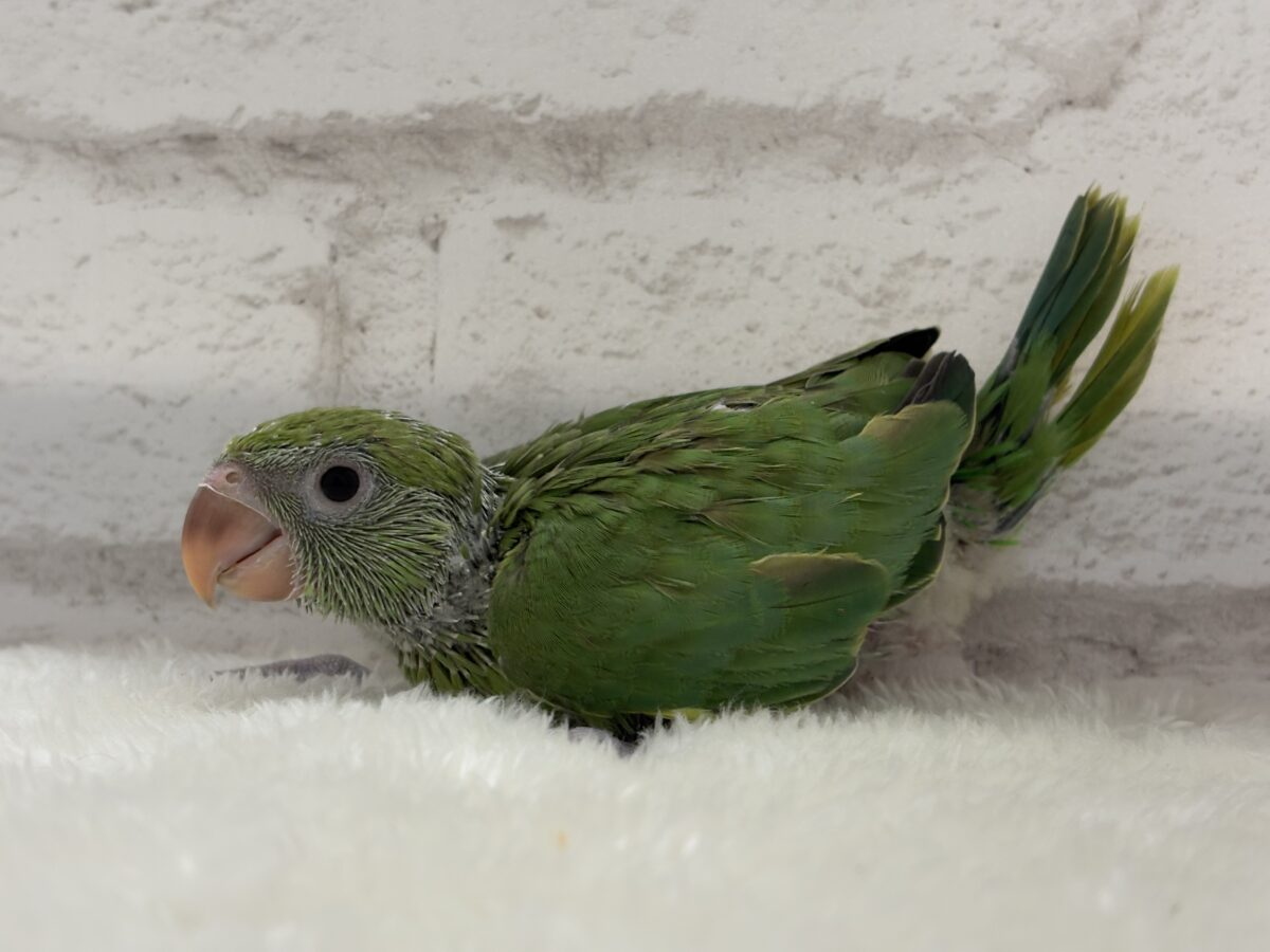 ワカケホンセイインコ（月の輪インコ）
