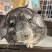 なでなでされると耳が垂れちゃう🐭🌿💖チンチラ(グレー) 男の子