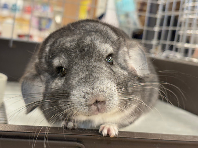 なでなでされると耳が垂れちゃう🐭🌿💖チンチラ(グレー) 男の子