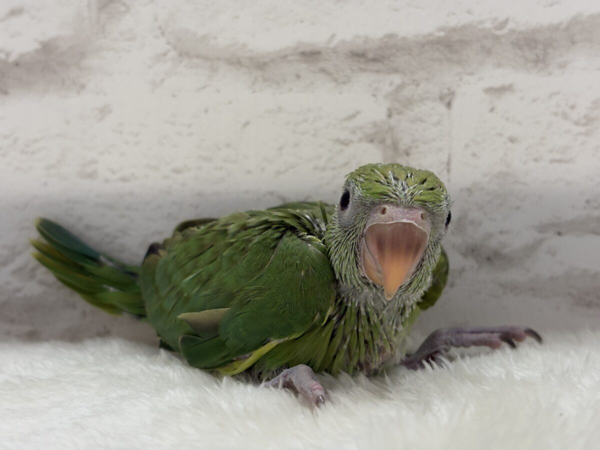 ワカケホンセイインコ（月の輪インコ）