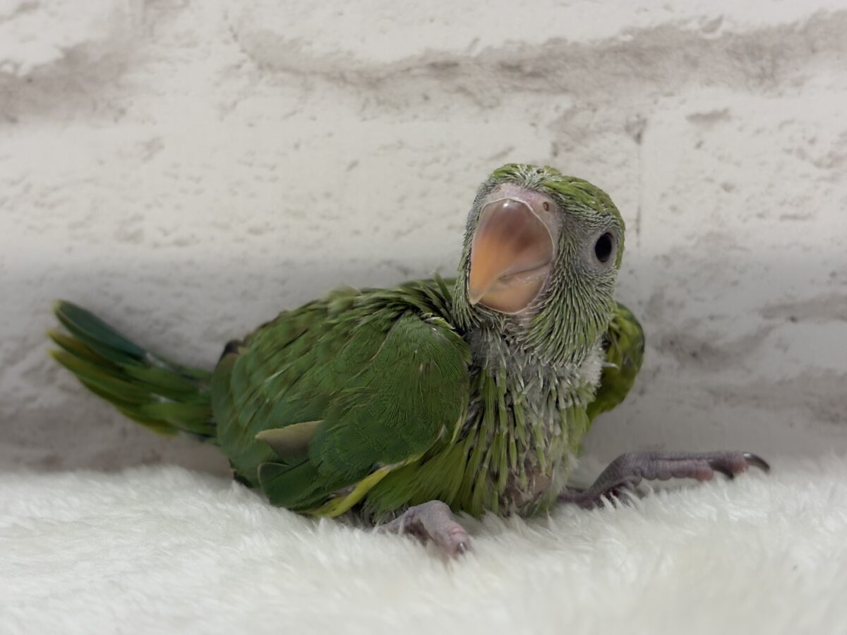 ワカケホンセイインコ（月の輪インコ）