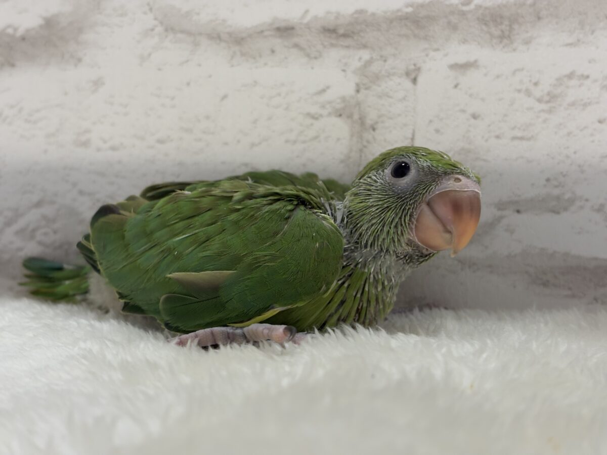 ワカケホンセイインコ（月の輪インコ）