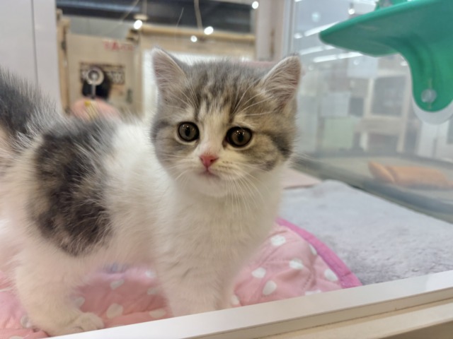 フォールデックス