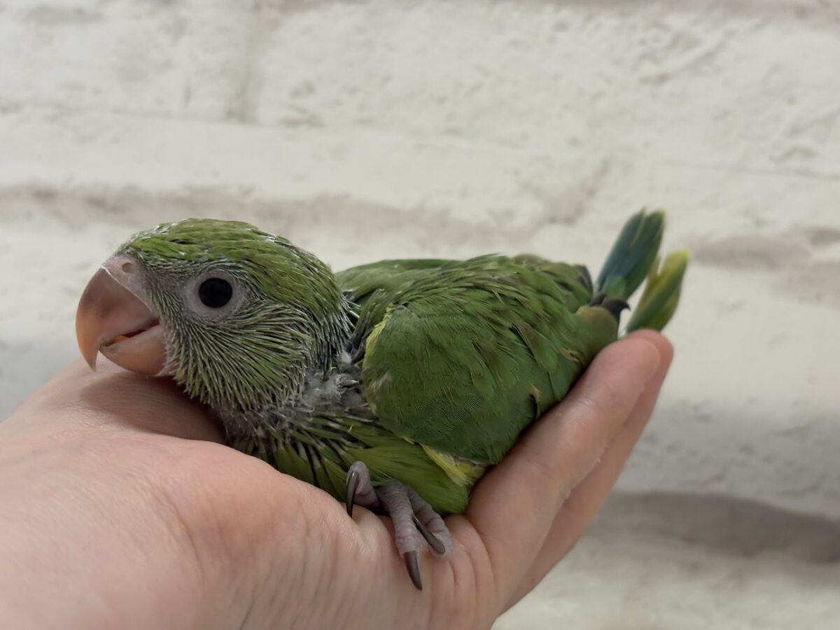 ワカケホンセイインコ（月の輪インコ）