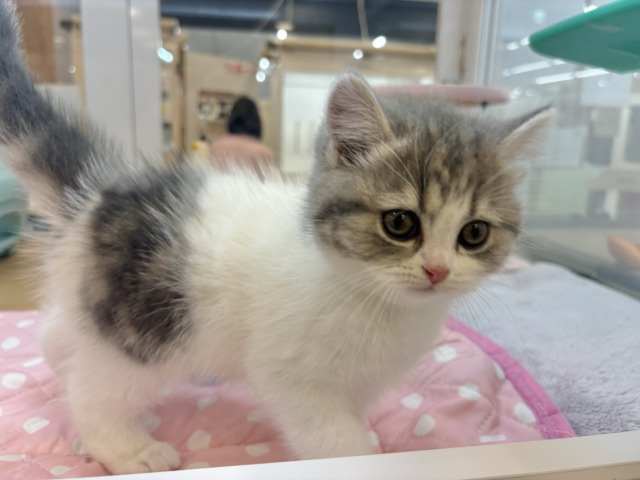 フォールデックス