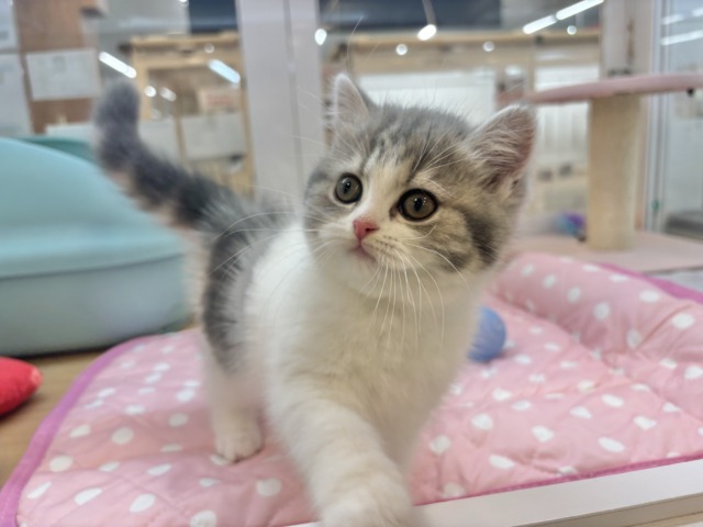 フォールデックス