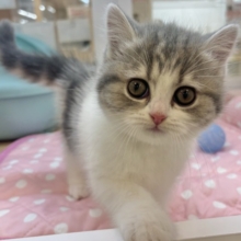 罪深き可愛さ……フォールデックスちゃん！