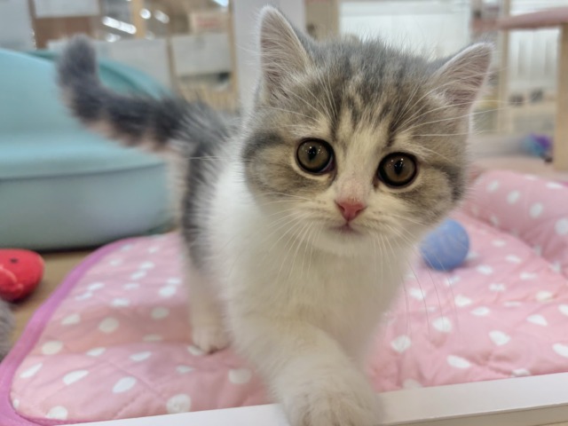 罪深き可愛さ……フォールデックスちゃん！