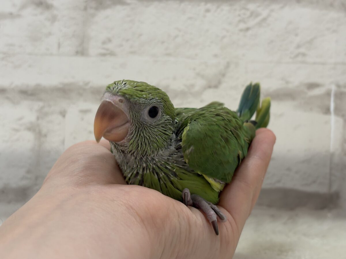 ワカケホンセイインコ（月の輪インコ）