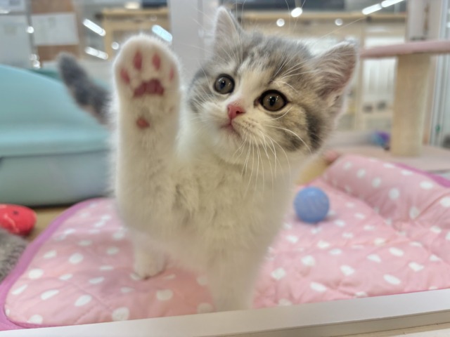 フォールデックス