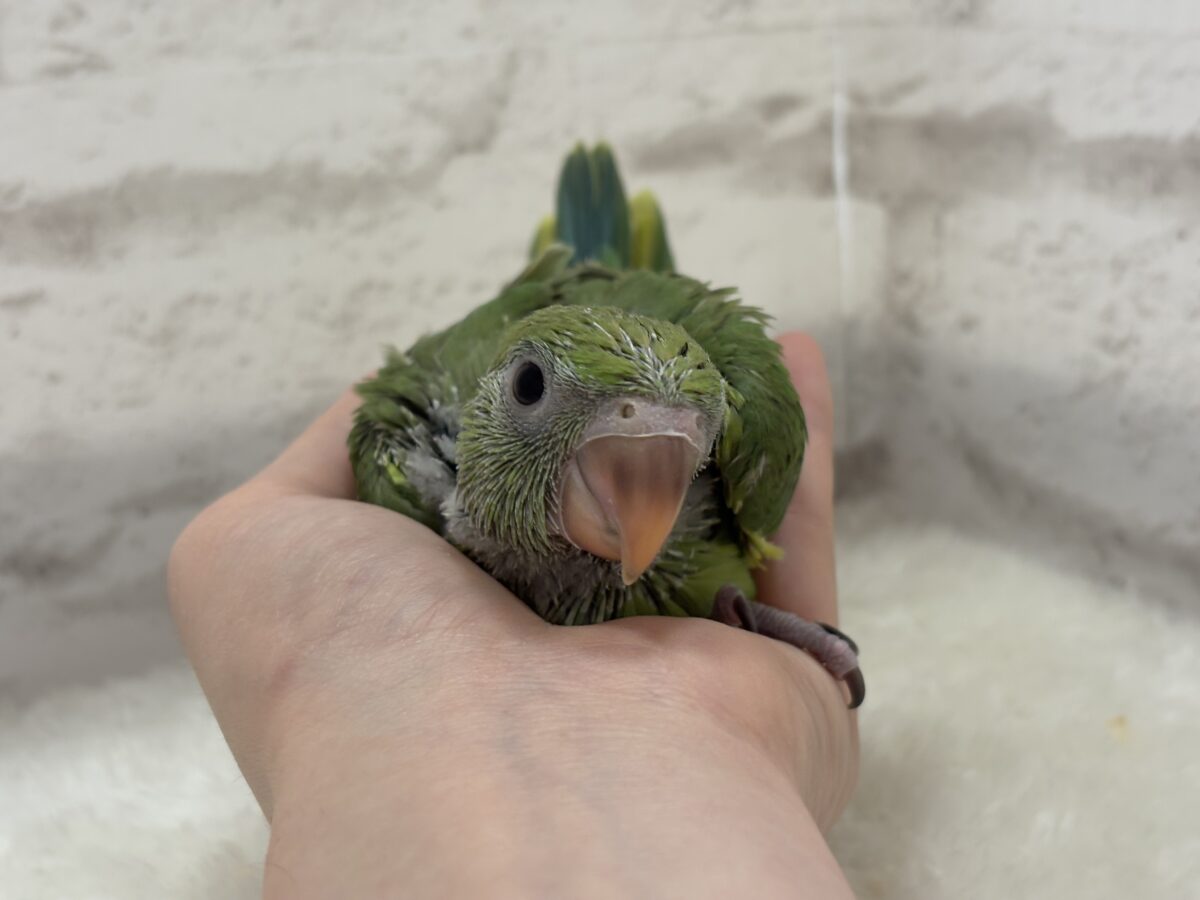 ワカケホンセイインコ（月の輪インコ）