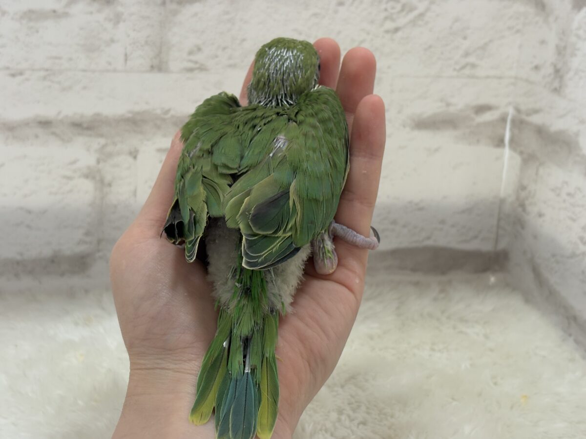 ワカケホンセイインコ（月の輪インコ）