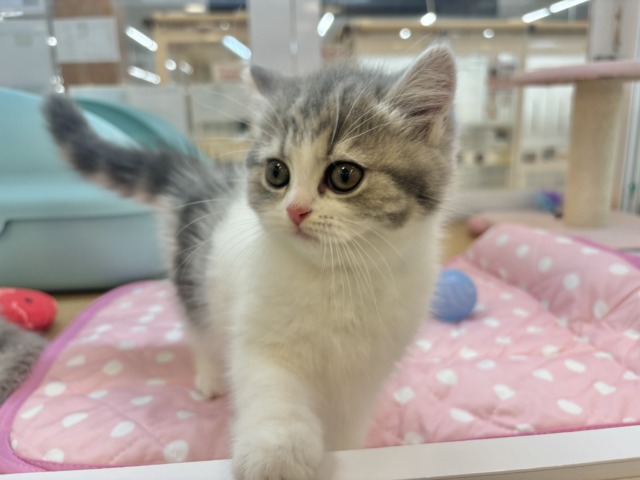 フォールデックス