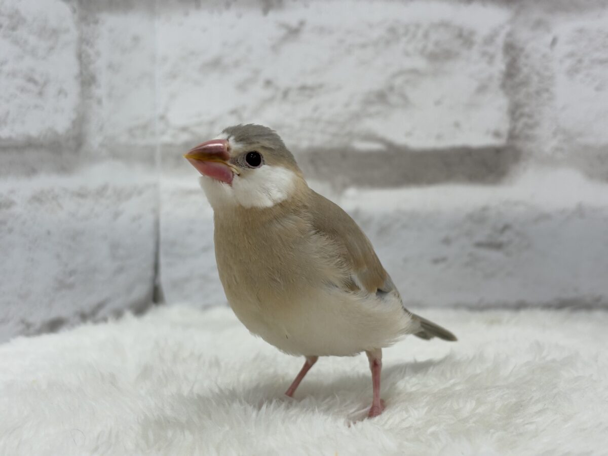 アゲイト文鳥