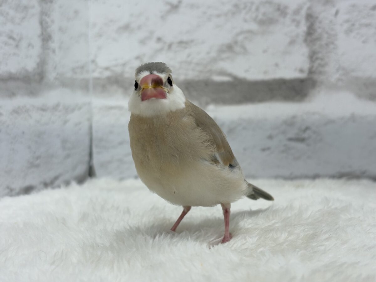 アゲイト文鳥