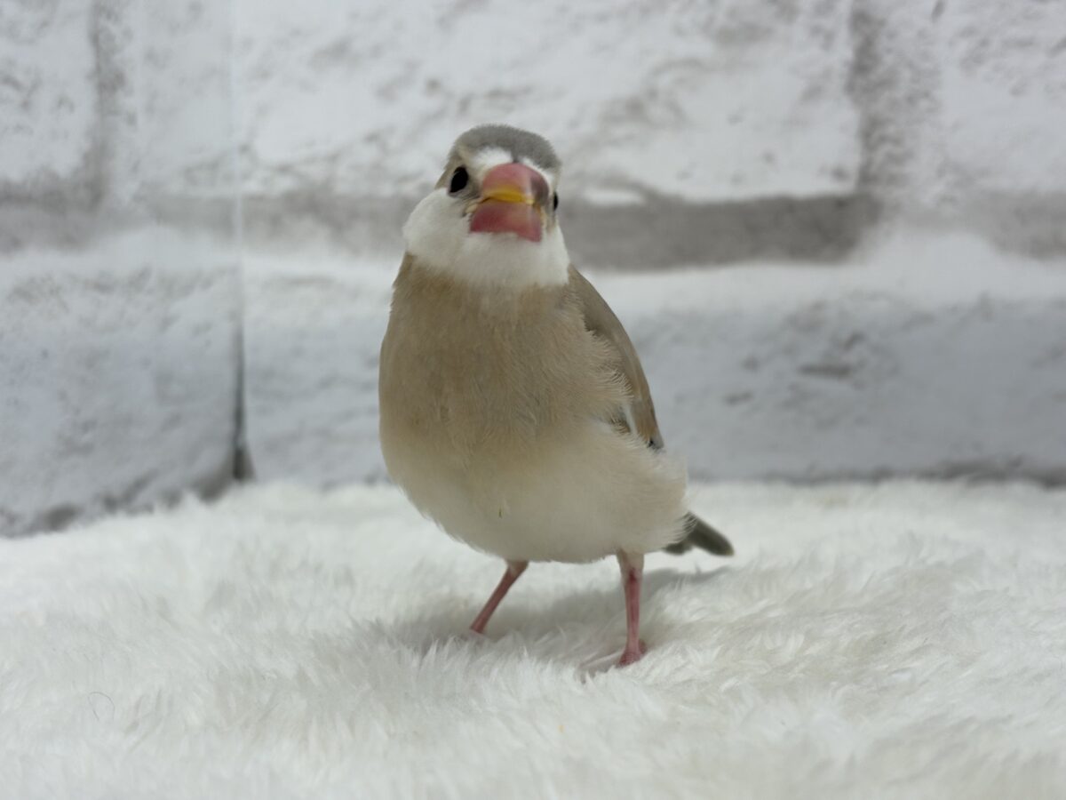 アゲイト文鳥