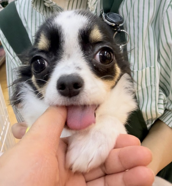 チワワ