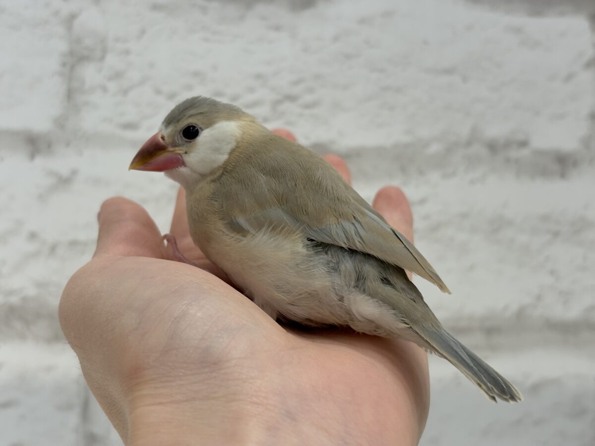 アゲイト文鳥