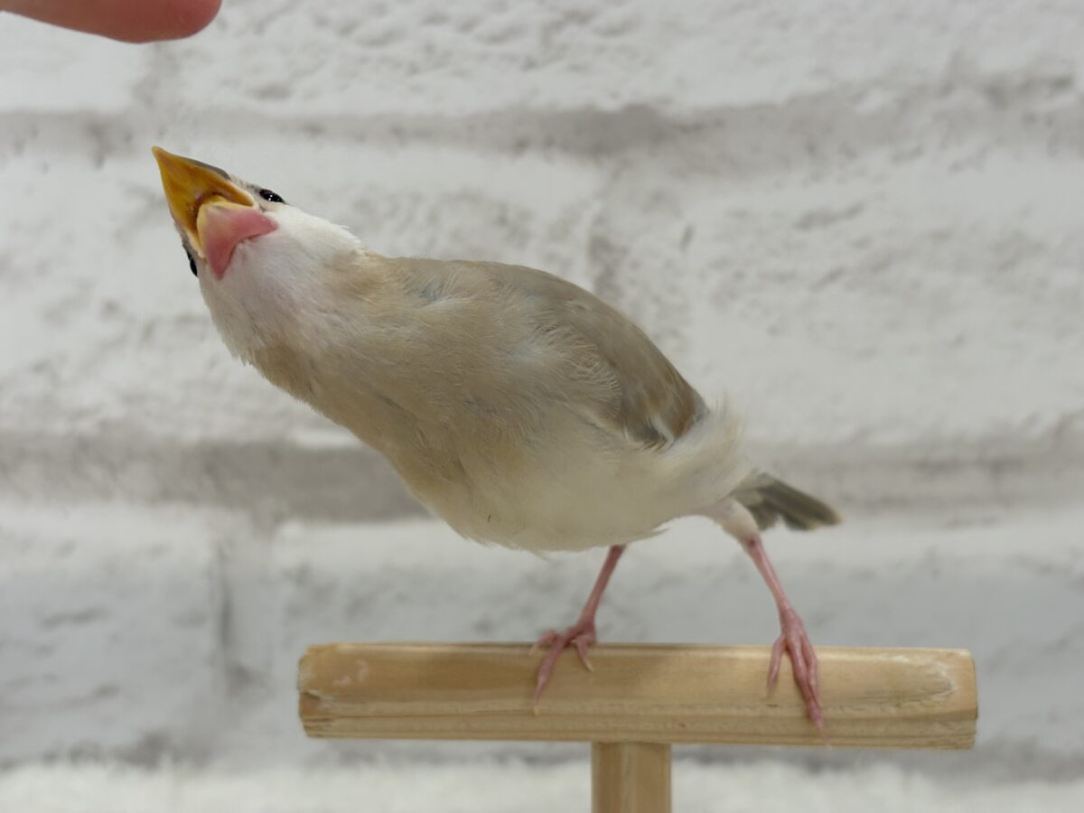 アゲイト文鳥