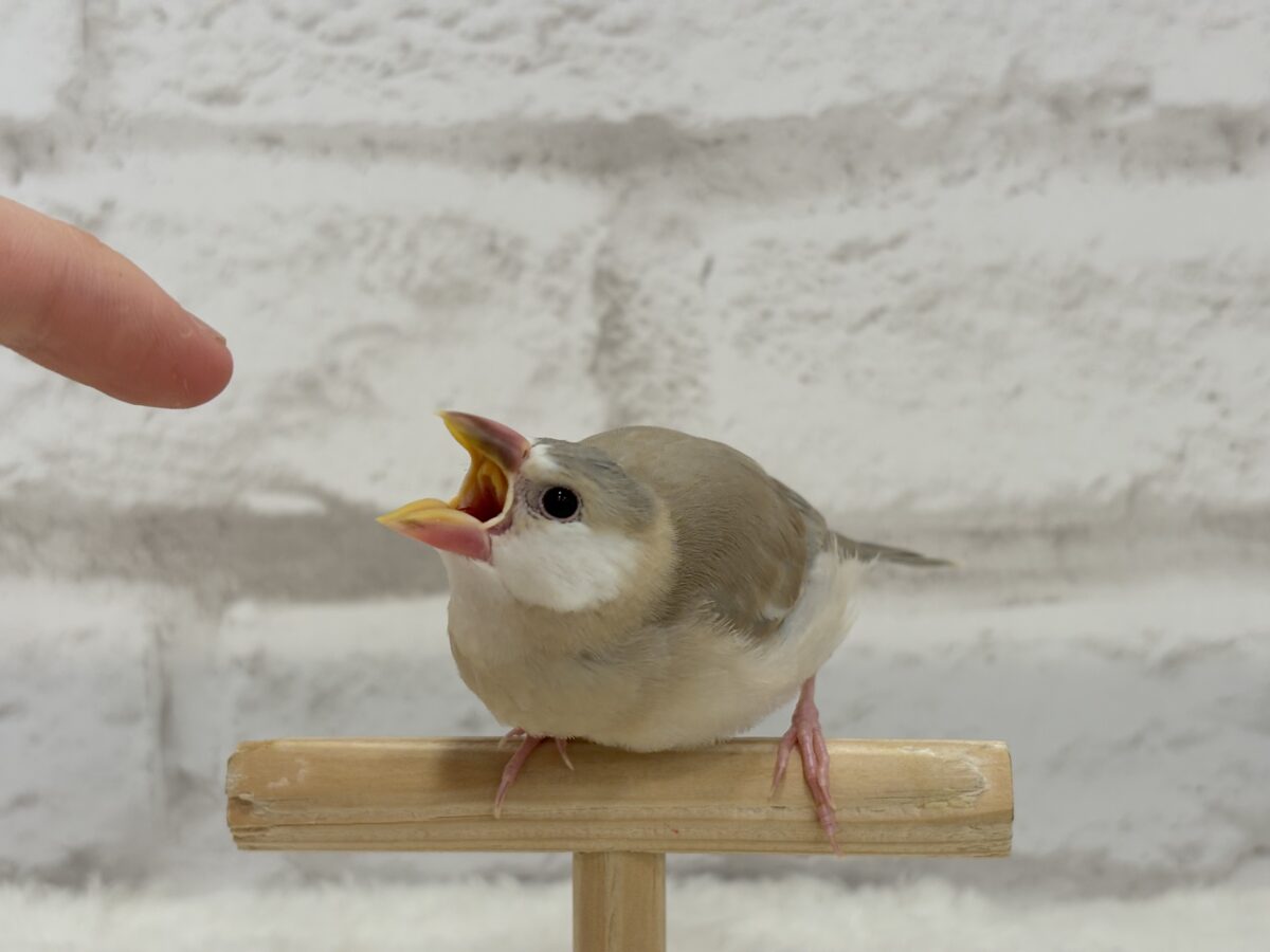 アゲイト文鳥