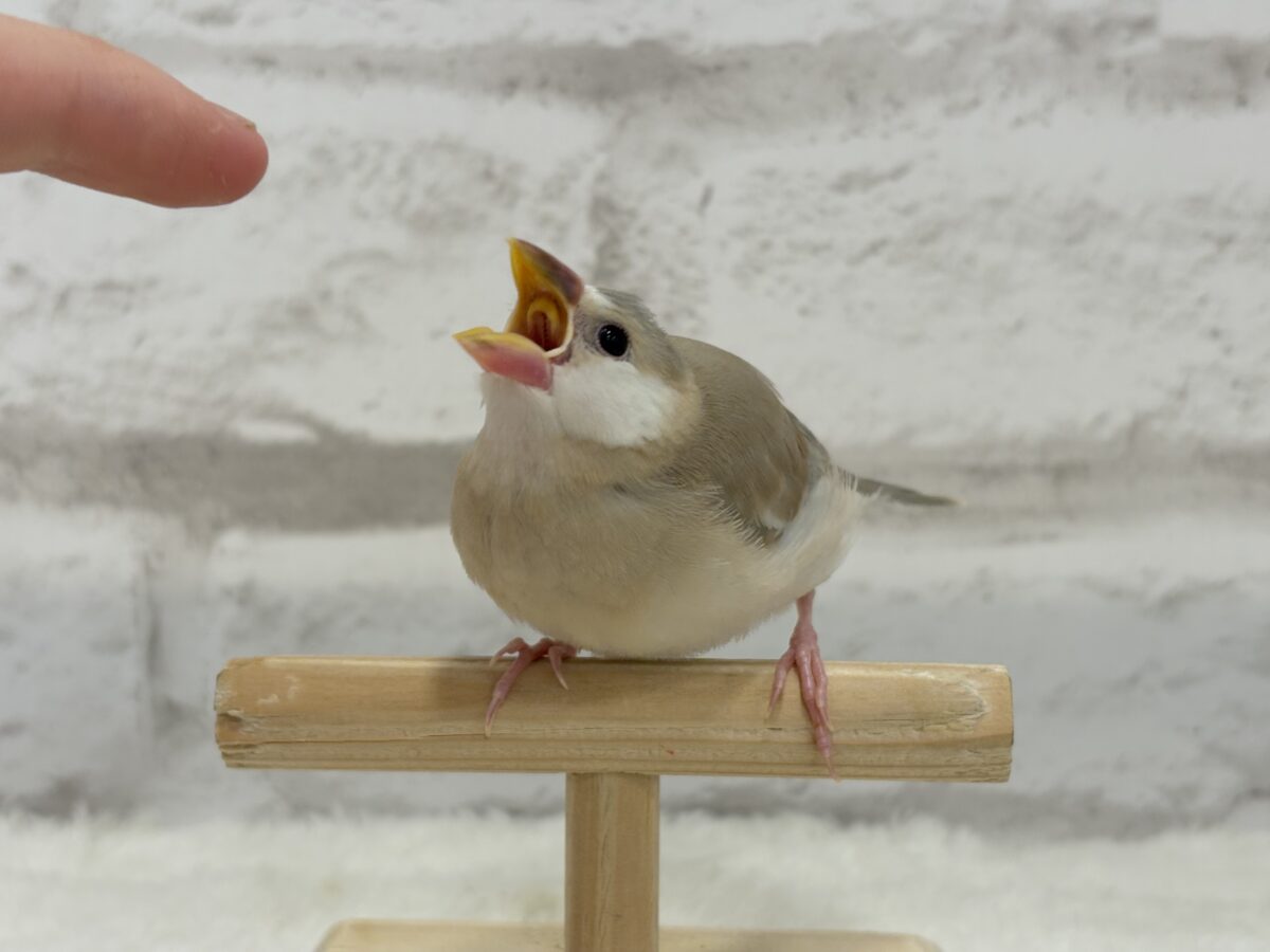 アゲイト文鳥