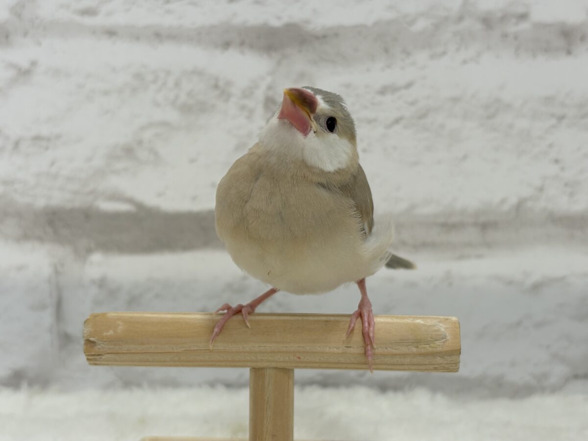 アゲイト文鳥