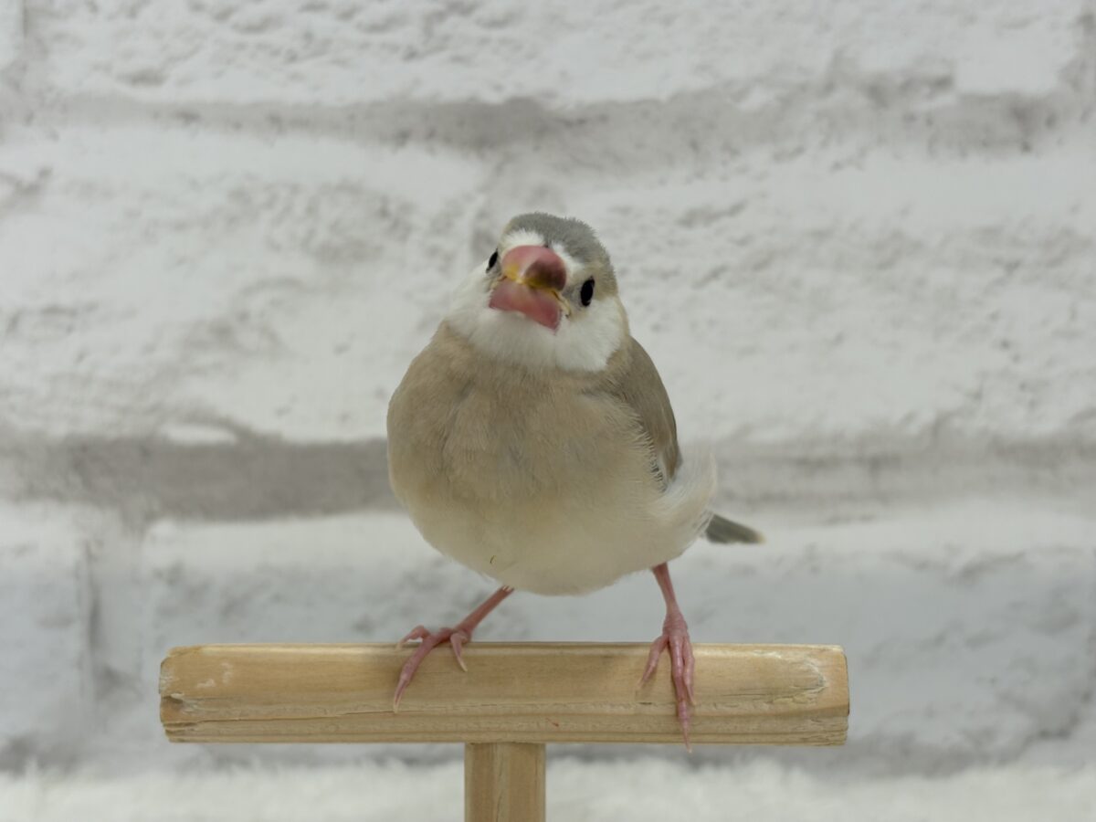 アゲイト文鳥