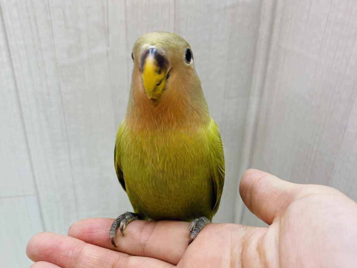 コザクラインコ（小桜インコ）