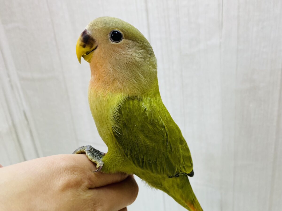 コザクラインコ（小桜インコ）