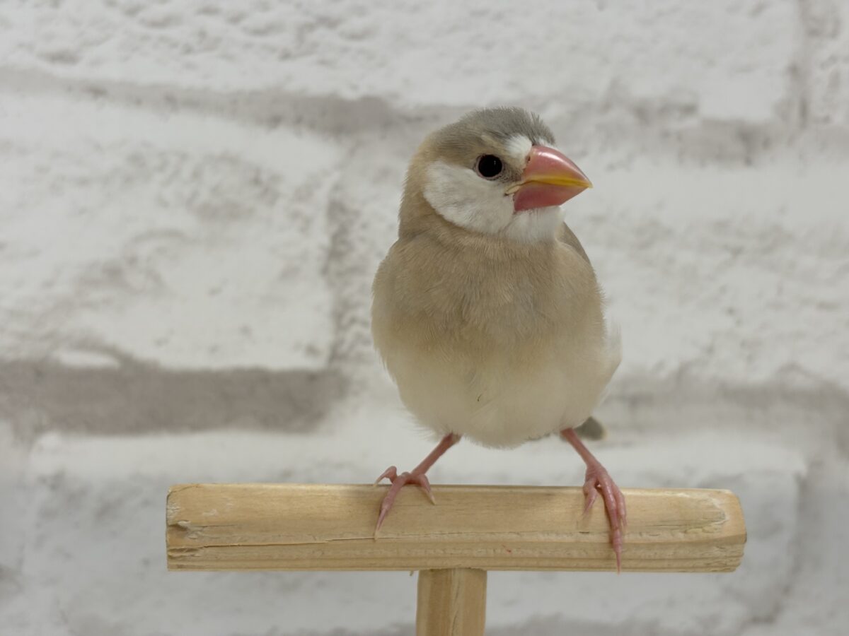 アゲイト文鳥