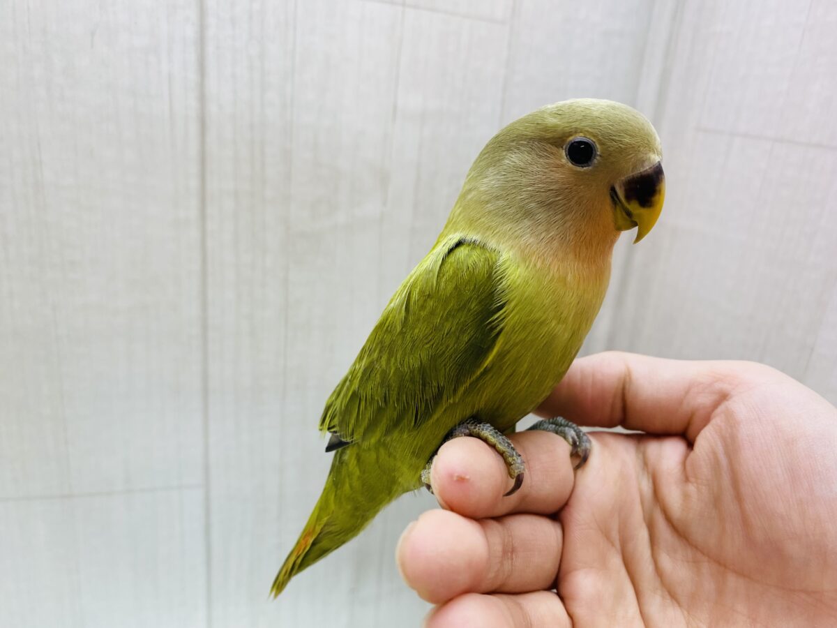 コザクラインコ（小桜インコ）
