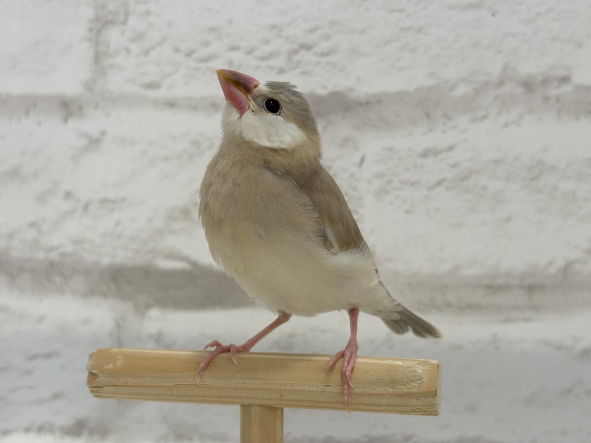 アゲイト文鳥