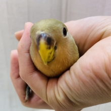 最新画像有ります❗️💚濃いめ抹茶いただきます🍵幼さ溢れる💕コザクラインコ（オパーリンオリーブ）🫒
