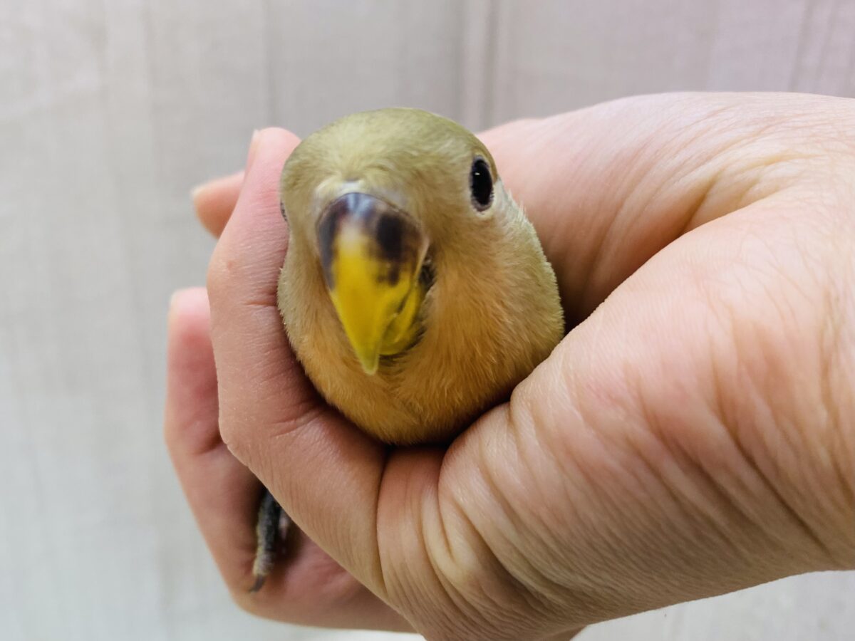 最新画像有ります❗️💚濃いめ抹茶いただきます🍵幼さ溢れる💕コザクラインコ（オパーリンオリーブ）🫒