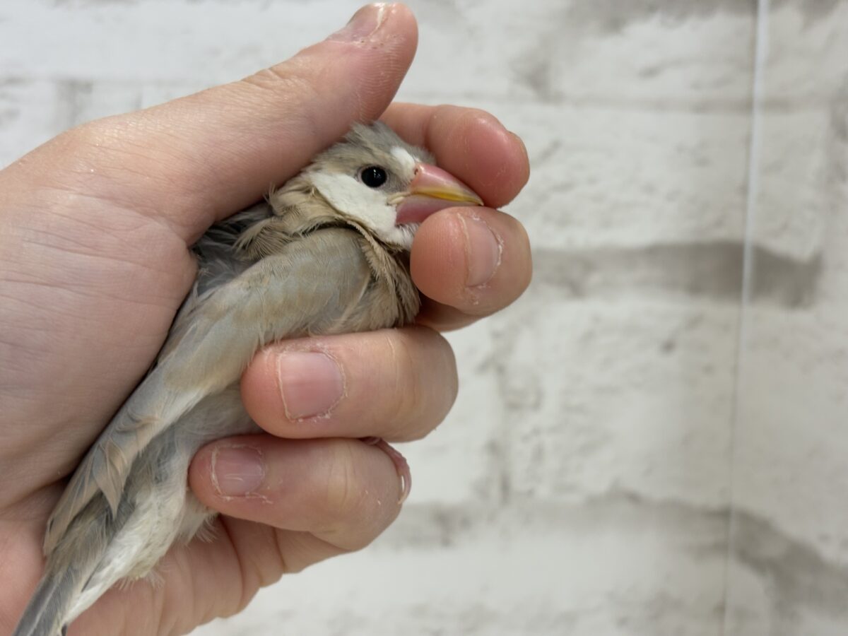 アゲイト文鳥
