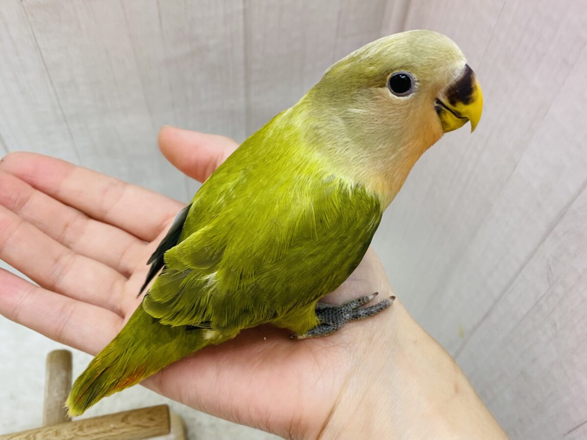 コザクラインコ（小桜インコ）